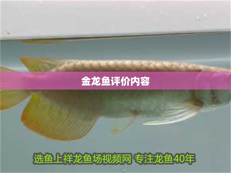 金龍魚評價內容