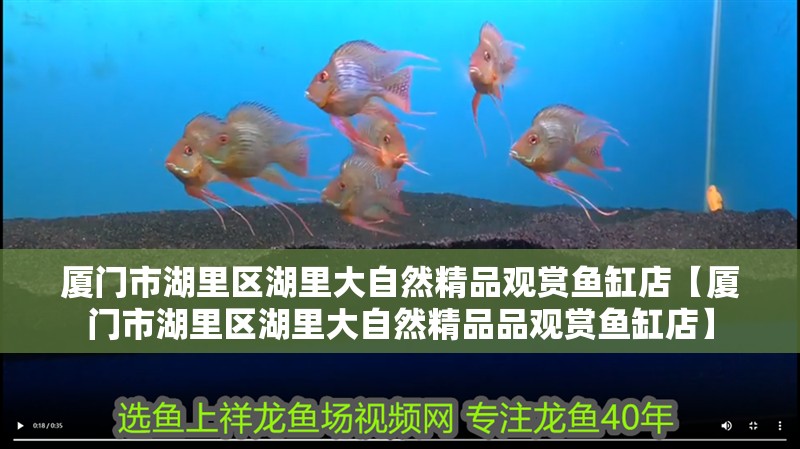 廈門市湖里區湖里大自然精品觀賞魚缸店【廈門市湖里區湖里大自然精品品觀賞魚缸店】