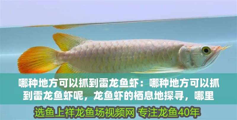 哪種地方可以抓到雷龍魚蝦：哪種地方可以抓到雷龍魚蝦呢，龍魚蝦的棲息地探尋，哪里