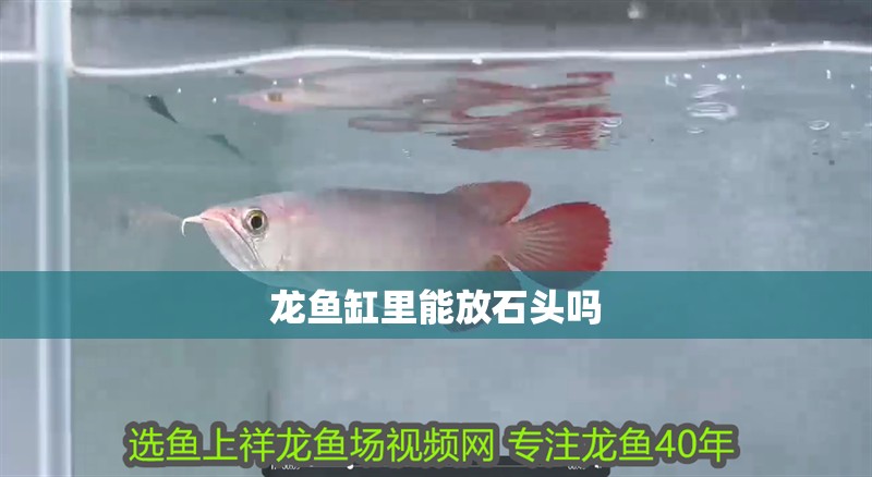 龍魚缸里能放石頭嗎