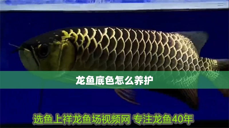 龍魚底色怎么養護