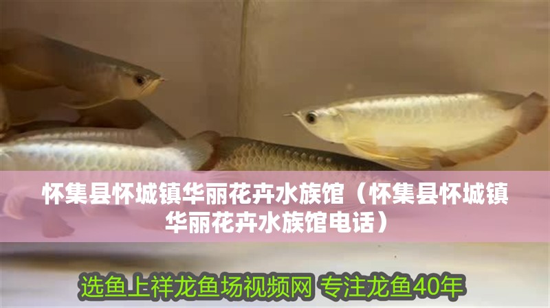 懷集縣懷城鎮華麗花卉水族館（懷集縣懷城鎮華麗花卉水族館電話） 懷集縣懷城鎮華麗花卉水族館（懷集縣懷城鎮華麗花卉水族館電話） 全國水族館企業名錄 第2張