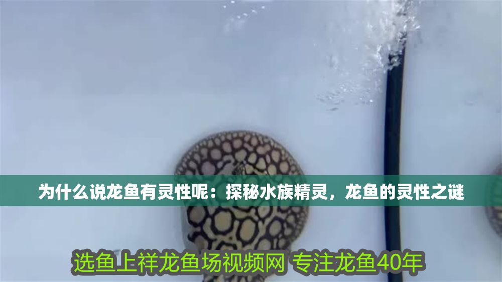 為什么說龍魚有靈性呢：探秘水族精靈，龍魚的靈性之謎