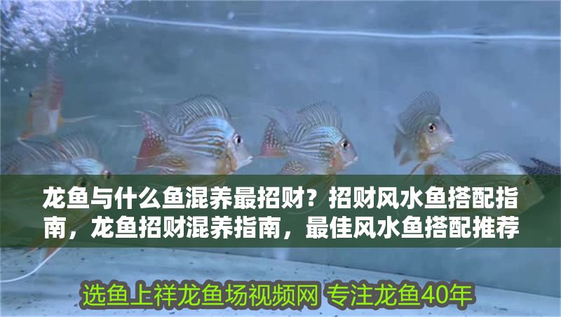 龍魚與什么魚混養最招財？招財風水魚搭配指南，龍魚招財混養指南，最佳風水魚搭配推薦