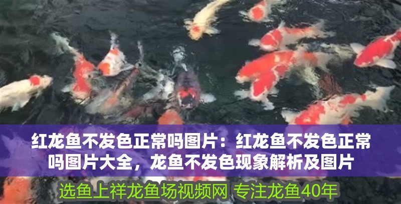 紅龍魚不發色正常嗎圖片：紅龍魚不發色正常嗎圖片大全，龍魚不發色現象解析及圖片 紅龍魚不發色正常嗎圖片：紅龍魚不發色正常嗎圖片大全，龍魚不發色現象解析及圖片 水族問答