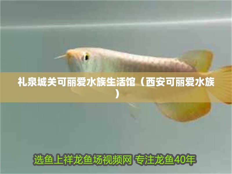 禮泉城關(guān)可麗愛水族生活館（西安可麗愛水族）
