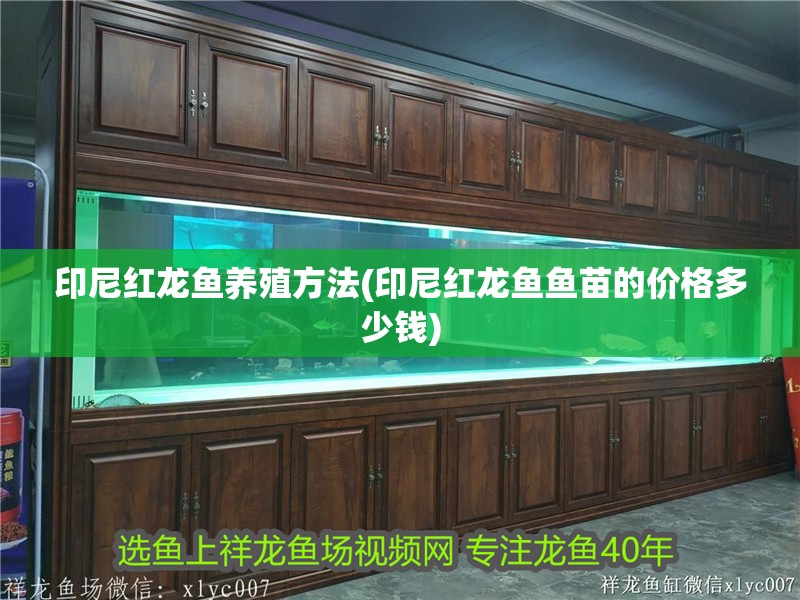 印尼紅龍魚養殖方法(印尼紅龍魚魚苗的價格多少錢)