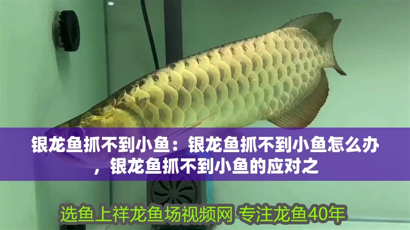 銀龍魚抓不到小魚:銀龍魚抓不到小魚怎么辦,銀龍魚抓不到小魚的應對之 水族問答 銀龍魚抓不到小魚:銀龍魚抓不到小魚怎么辦,銀龍魚抓不到小魚的應對之 銀龍魚抓不到小魚:銀龍魚抓不到小魚怎么辦,銀龍魚抓不到小魚的應對之 水族問答