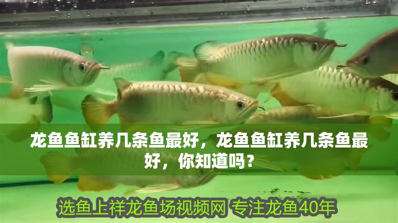 龍魚魚缸養(yǎng)幾條魚最好，龍魚魚缸養(yǎng)幾條魚最好，你知道嗎？