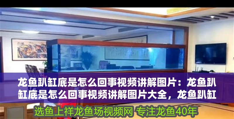 龍魚趴缸底是怎么回事視頻講解圖片：龍魚趴缸底是怎么回事視頻講解圖片大全，龍魚趴缸原因全解析，視頻講解與圖片詳解