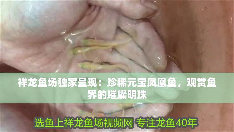 祥龍魚場獨家呈現：珍稀元寶鳳凰魚，觀賞魚界的璀璨明珠