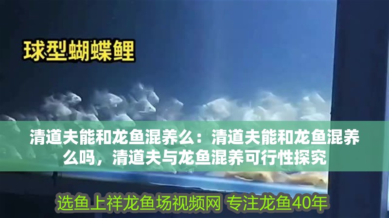 清道夫能和龍魚混養(yǎng)么：清道夫能和龍魚混養(yǎng)么嗎，清道夫與龍魚混養(yǎng)可行性探究