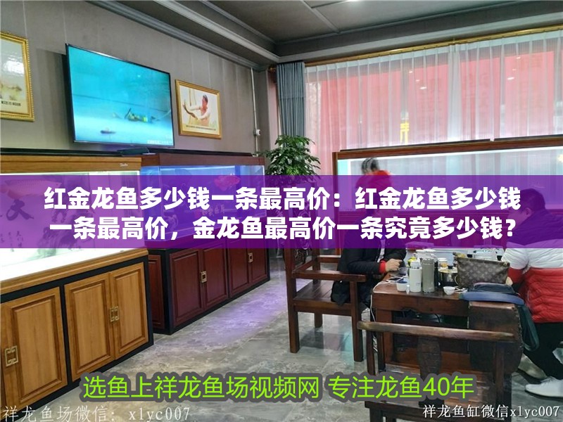 紅金龍魚多少錢一條最高價：紅金龍魚多少錢一條最高價，金龍魚最高價一條究竟多少錢？