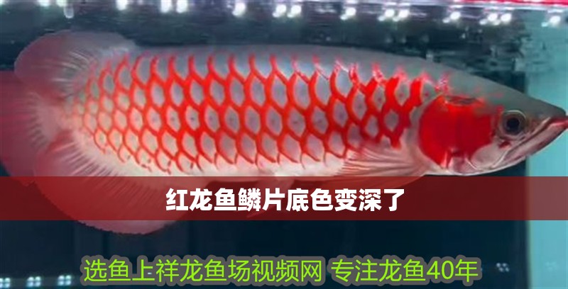 紅龍魚鱗片底色變深了
