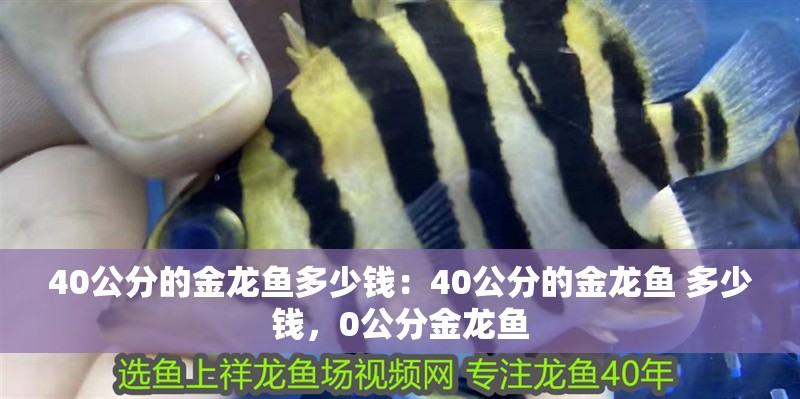 40公分的金龍魚多少錢：40公分的金龍魚 多少錢，0公分金龍魚