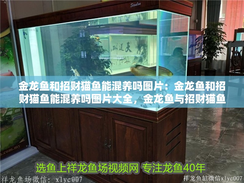 金龍魚和招財貓魚能混養嗎圖片：金龍魚和招財貓魚能混養嗎圖片大全，金龍魚與招財貓魚混養可行性及觀賞圖