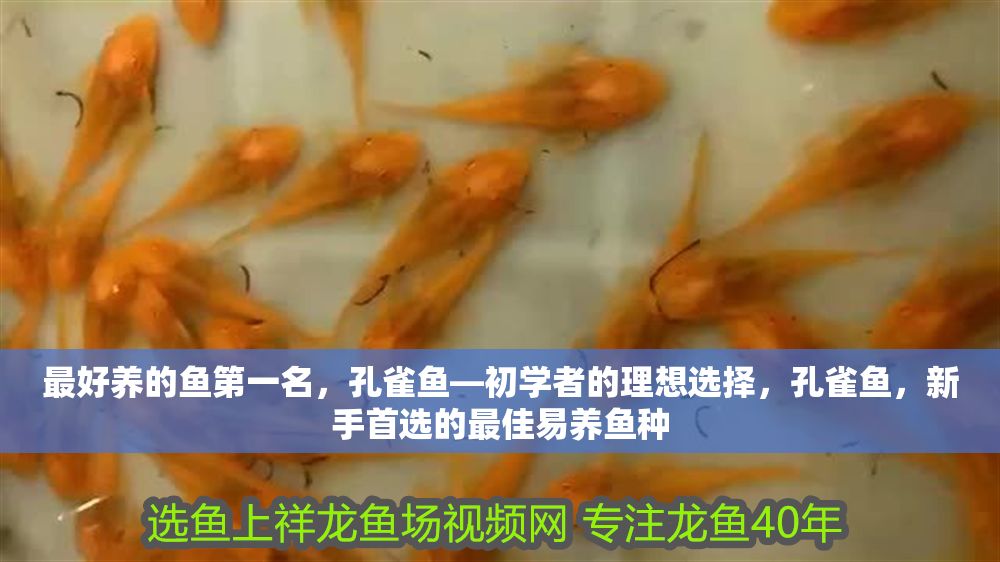 最好養(yǎng)的魚第一名，孔雀魚—初學(xué)者的理想選擇，孔雀魚，新手首選的最佳易養(yǎng)魚種