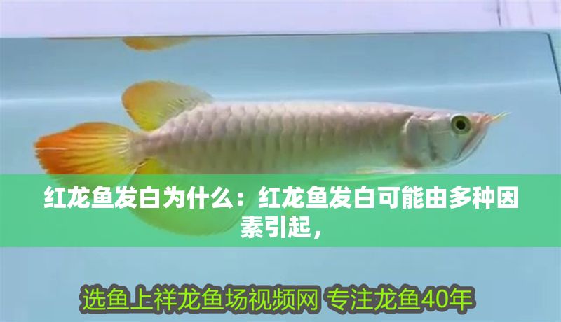 紅龍魚發(fā)白為什么：紅龍魚發(fā)白可能由多種因素引起，