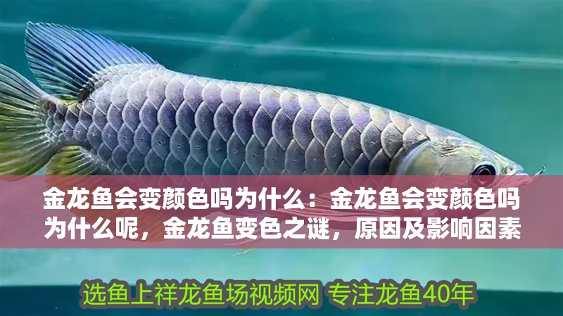 金龍魚會變顏色嗎為什么：金龍魚會變顏色嗎為什么呢，金龍魚變色之謎，原因及影響因素