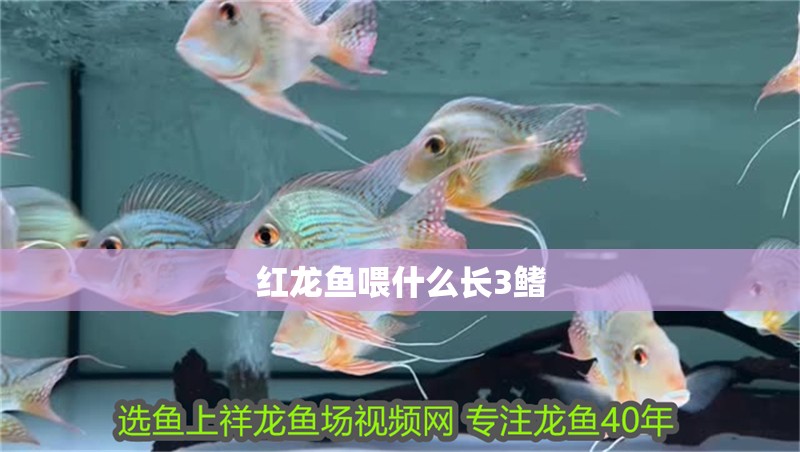 紅龍魚喂什么長3鰭 紅龍魚喂什么長3鰭 龍魚百科 第4張