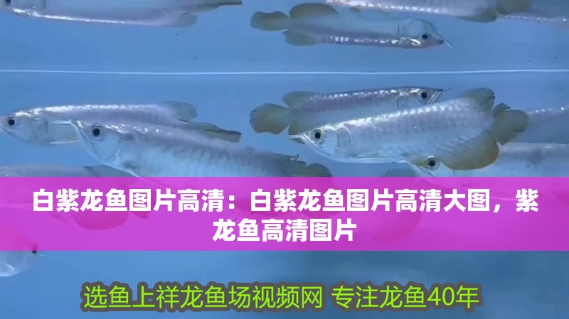白紫龍魚圖片高清：白紫龍魚圖片高清大圖，紫龍魚高清圖片