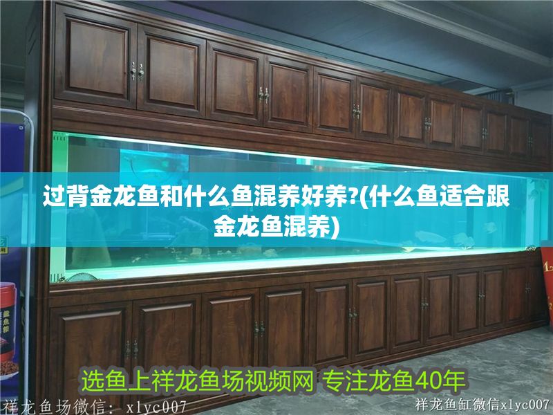 過背金龍魚和什么魚混養好養?(什么魚適合跟金龍魚混養)