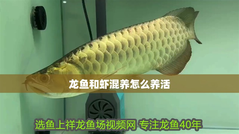 龍魚和蝦混養(yǎng)怎么養(yǎng)活