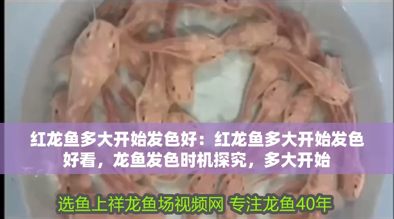 紅龍魚多大開始發色好：紅龍魚多大開始發色好看，龍魚發色時機探究，多大開始