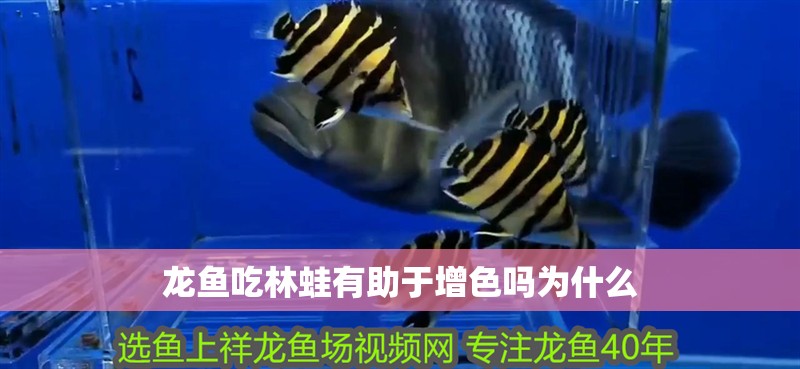 龍魚吃林蛙有助于增色嗎為什么 龍魚吃林蛙有助于增色嗎為什么 龍魚百科 第4張