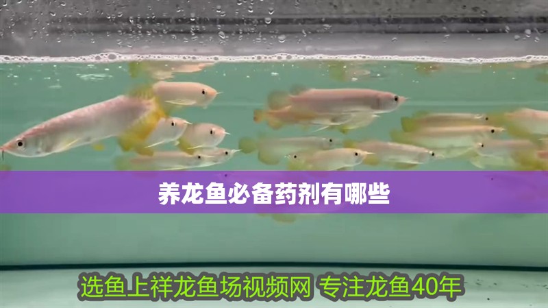 養(yǎng)龍魚必備藥劑有哪些