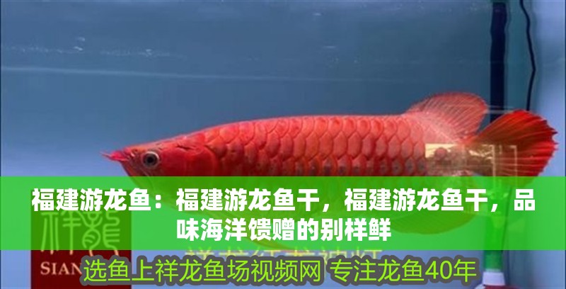 福建游龍魚：福建游龍魚干，福建游龍魚干，品味海洋饋贈的別樣鮮 福建游龍魚：福建游龍魚干，福建游龍魚干，品味海洋饋贈的別樣鮮 水族問答