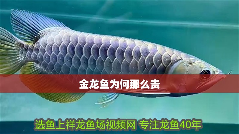 金龍魚為何那么貴 金龍魚為何那么貴 龍魚百科 第2張