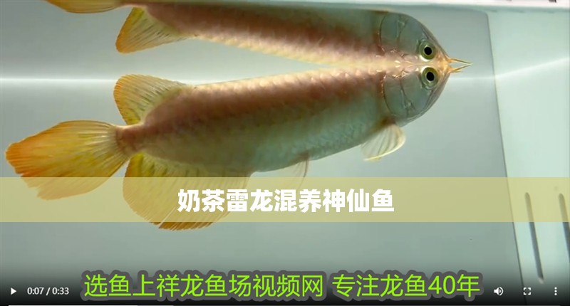奶茶雷龍混養神仙魚