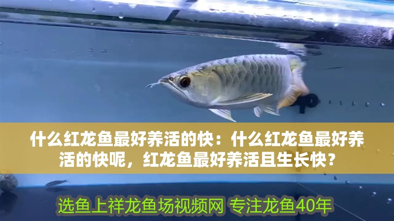 什么紅龍魚最好養(yǎng)活的快：什么紅龍魚最好養(yǎng)活的快呢，紅龍魚最好養(yǎng)活且生長快？