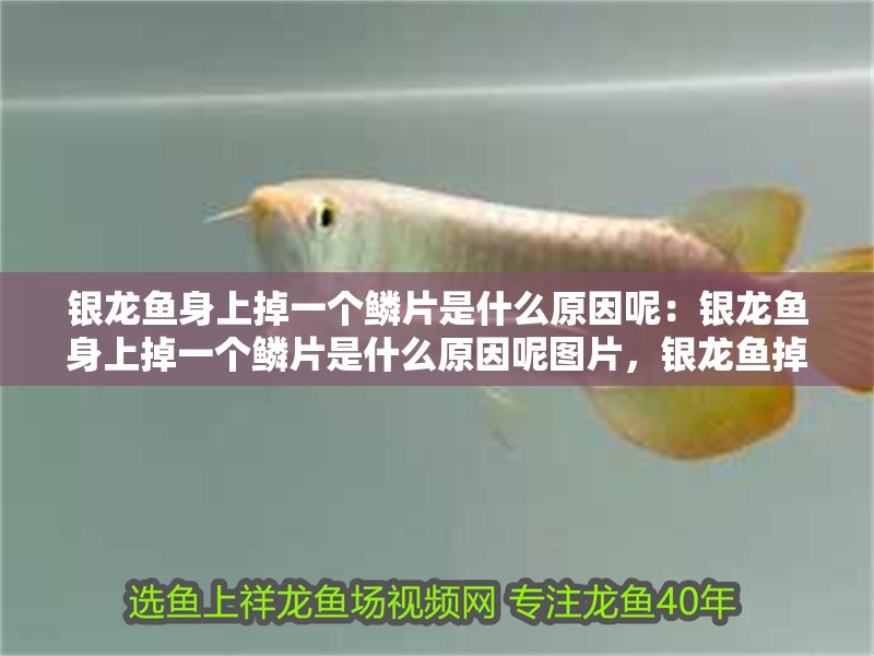 銀龍魚身上掉一個鱗片是什么原因呢：銀龍魚身上掉一個鱗片是什么原因呢圖片，銀龍魚掉鱗原因及圖片解析