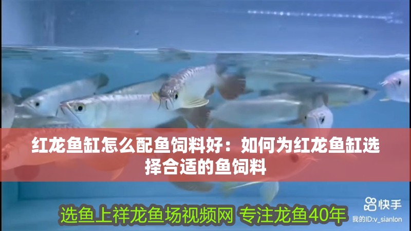 紅龍魚(yú)缸怎么配魚(yú)飼料好：如何為紅龍魚(yú)缸選擇合適的魚(yú)飼料
