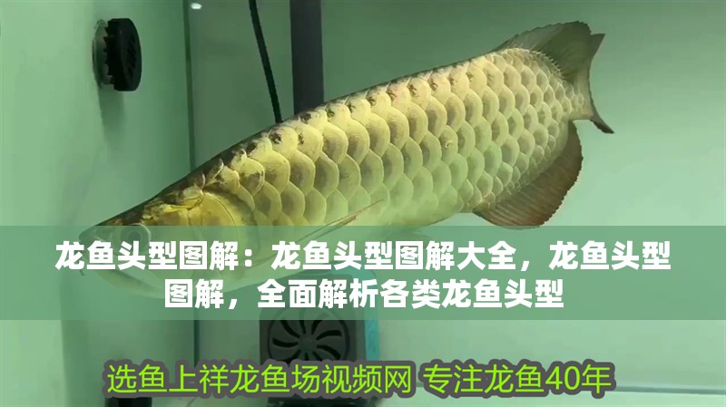 龍魚頭型圖解：龍魚頭型圖解大全，龍魚頭型圖解，全面解析各類龍魚頭型