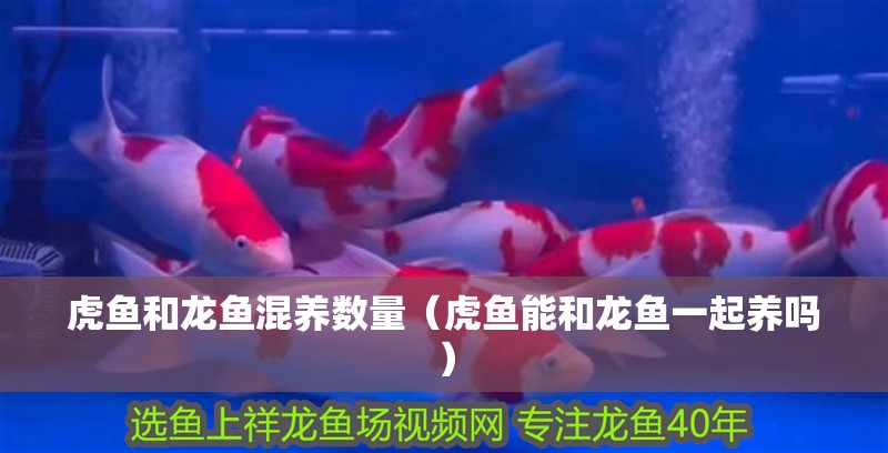 虎魚和龍魚混養(yǎng)數(shù)量（虎魚能和龍魚一起養(yǎng)嗎）