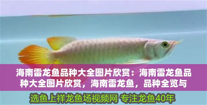 海南雷龍魚品種大全圖片欣賞：海南雷龍魚品種大全圖片欣賞，海南雷龍魚，品種全覽與 海南雷龍魚品種大全圖片欣賞：海南雷龍魚品種大全圖片欣賞，海南雷龍魚，品種全覽與 水族問答