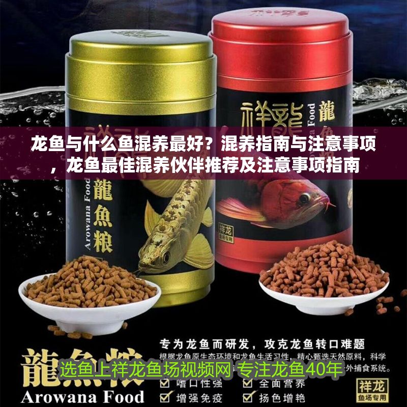 龍魚(yú)與什么魚(yú)混養(yǎng)最好？混養(yǎng)指南與注意事項(xiàng)，龍魚(yú)最佳混養(yǎng)伙伴推薦及注意事項(xiàng)指南