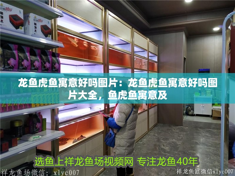 龍魚虎魚寓意好嗎圖片：龍魚虎魚寓意好嗎圖片大全，魚虎魚寓意及