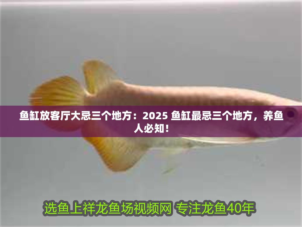 魚缸放客廳大忌三個地方：2025 魚缸最忌三個地方，養魚人必知！