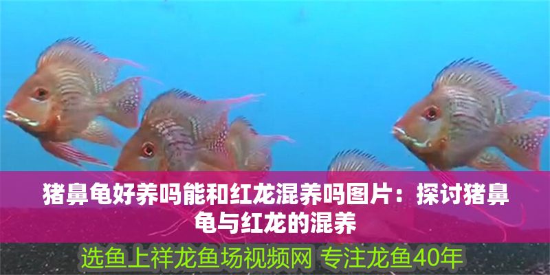 豬鼻龜好養嗎能和紅龍混養嗎圖片：探討豬鼻龜與紅龍的混養 豬鼻龜好養嗎能和紅龍混養嗎圖片：探討豬鼻龜與紅龍的混養 豬鼻龜百科 第1張