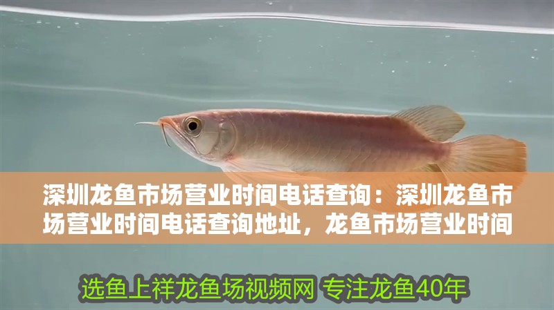 深圳龍魚市場營業(yè)時間電話查詢：深圳龍魚市場營業(yè)時間電話查詢地址，龍魚市場營業(yè)時間、電話及地址