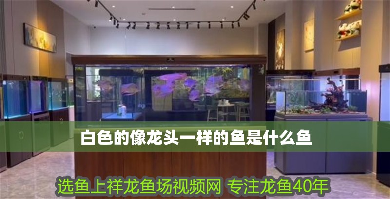 白色的像龍頭一樣的魚是什么魚