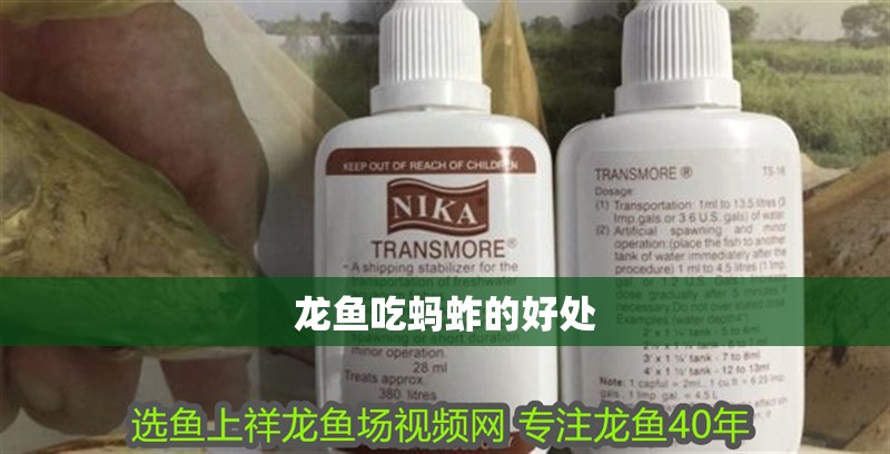 龍魚吃螞蚱的好處 龍魚百科 第2張 龍魚吃螞蚱的好處 龍魚吃螞蚱的好處 龍魚百科 第2張