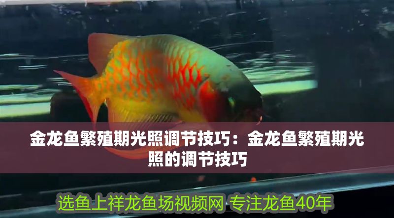 金龍魚繁殖期光照調節技巧：金龍魚繁殖期光照的調節技巧