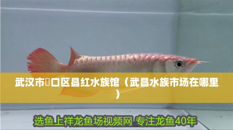 武漢市硚口區昌紅水族館（武昌水族市場在哪里）