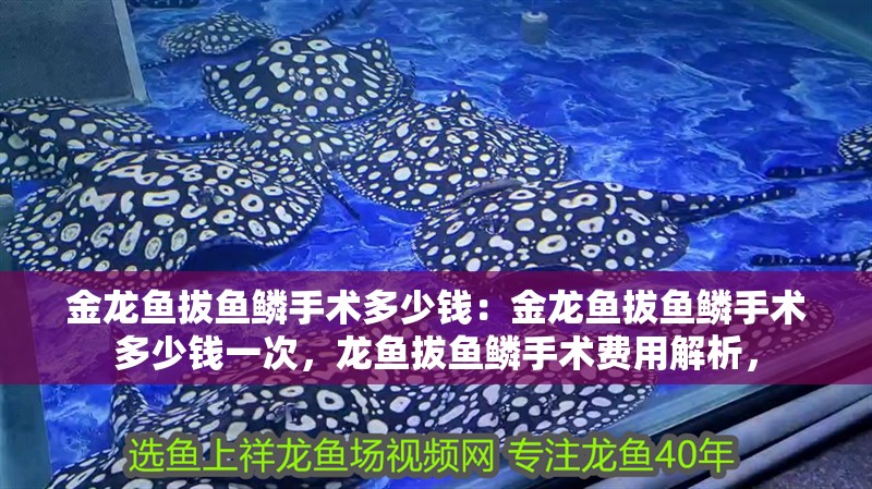 金龍魚拔魚鱗手術多少錢：金龍魚拔魚鱗手術多少錢一次，龍魚拔魚鱗手術費用解析，