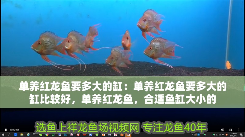 單養紅龍魚要多大的缸：單養紅龍魚要多大的缸比較好，單養紅龍魚，合適魚缸大小的